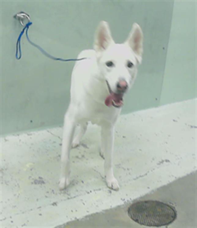 adoptable Dog in Houston, TX named NOVA