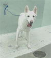 adoptable Dog in  named NOVA