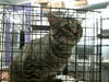 adoptable Cat in  named NAPO