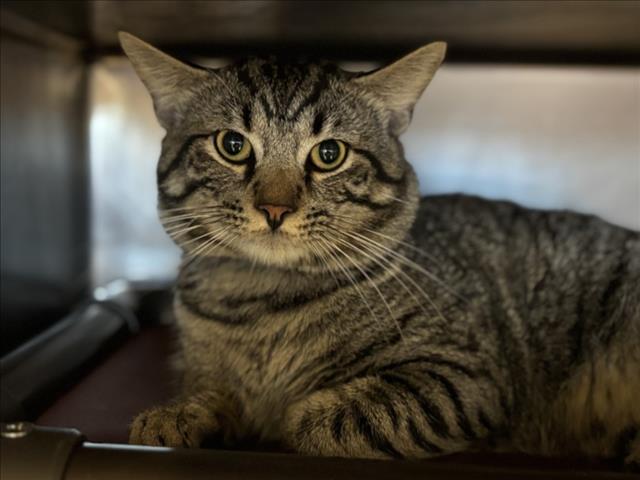 adoptable Cat in Houston, TX named NAPO