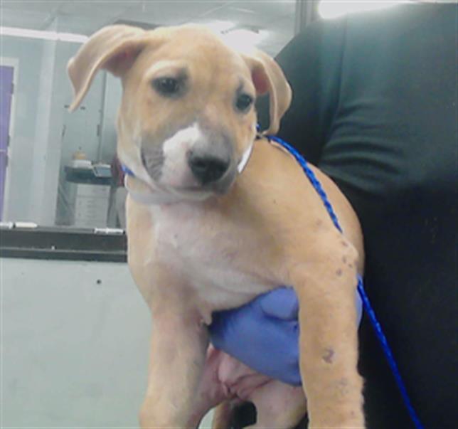 adoptable Dog in Houston, TX named A2025602