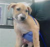 adoptable Dog in  named A2025602