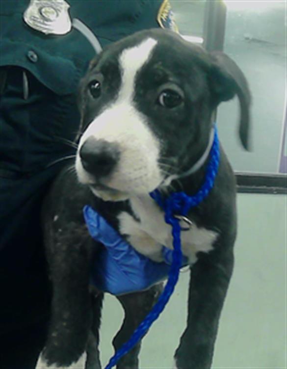 adoptable Dog in Houston, TX named A2025604