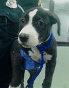 adoptable Dog in  named A2025604