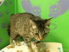 adoptable Cat in  named CHLEO