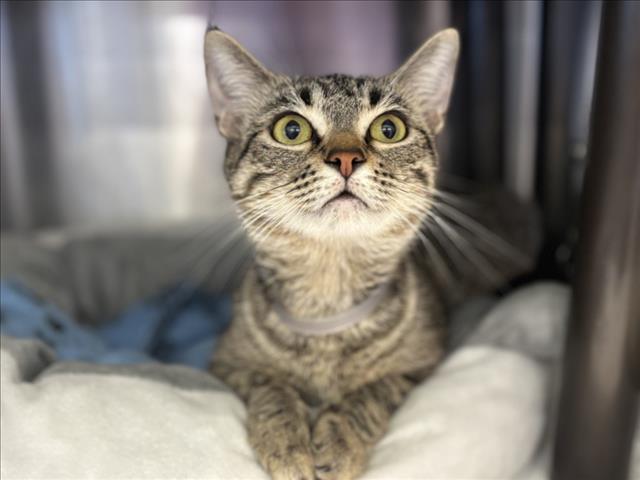 adoptable Cat in Houston, TX named CHLEO