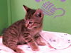 adoptable Cat in  named BONSAI