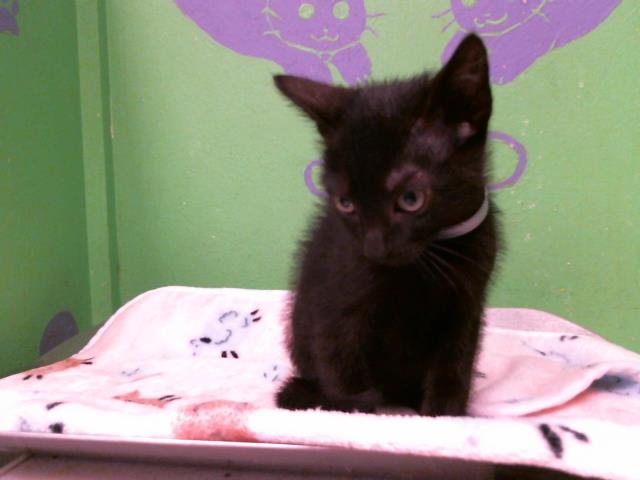 adoptable Cat in Houston, TX named BLACK BEAN