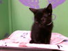 adoptable Cat in  named BLACK BEAN