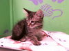 adoptable Cat in  named DRIZZLE