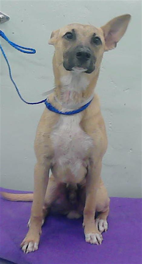adoptable Dog in Houston, TX named POE