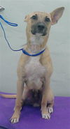 adoptable Dog in  named POE