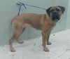 adoptable Dog in  named PETRA