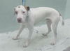 adoptable Dog in  named A2024880