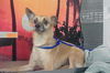 adoptable Dog in  named A2025216