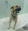 adoptable Dog in  named A2025571