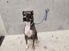 adoptable Dog in  named CHAI