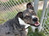 adoptable Dog in houston, TX named CHAI