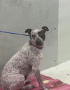 adoptable Dog in  named HARLEY