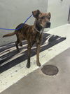 adoptable Dog in  named ONYX