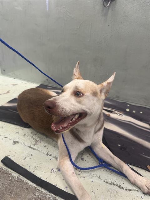 adoptable Dog in Houston, TX named TYSON