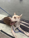 adoptable Dog in  named TYSON