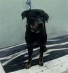 adoptable Dog in  named A2025778