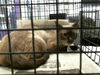 adoptable Cat in  named PEACHES