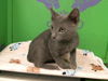 adoptable Cat in  named BERRY
