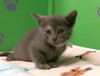 adoptable Cat in  named PILLIE