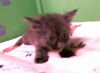 adoptable Cat in  named POLO