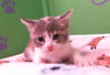 adoptable Cat in  named PINKIE
