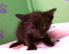 adoptable Cat in  named PORKY