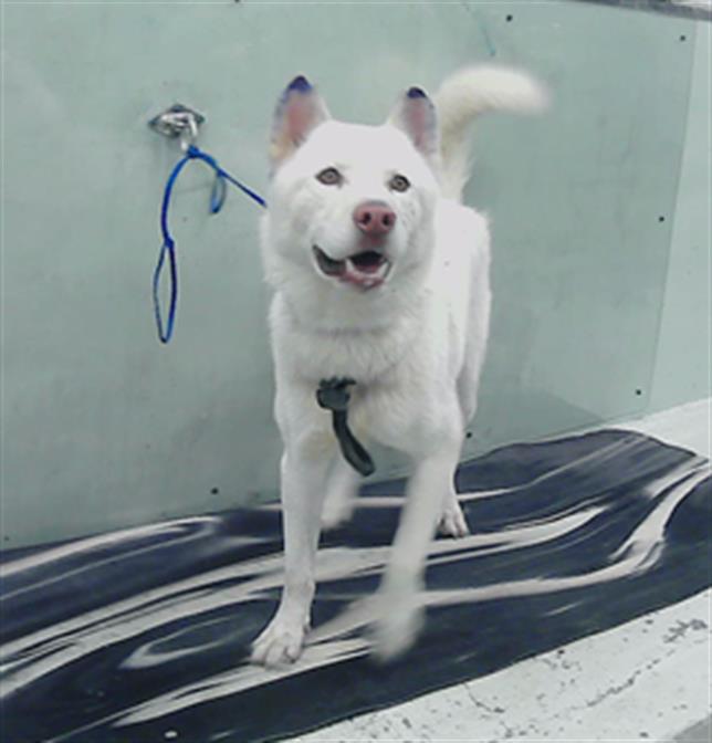 adoptable Dog in Houston, TX named A2025762