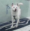 adoptable Dog in  named A2025762