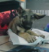 adoptable Dog in  named A2025765