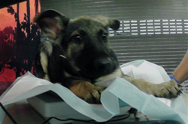 adoptable Dog in Houston, TX named A2025766