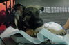 adoptable Dog in  named A2025766
