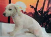 adoptable Dog in  named A2025924