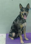 adoptable Dog in  named RYKER