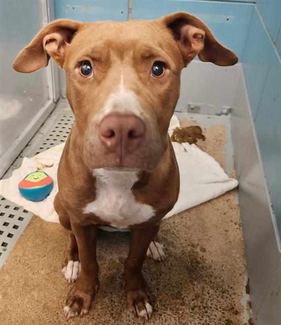 adoptable Dog in Houston, TX named BONNIE
