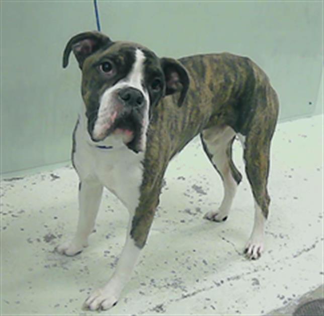 adoptable Dog in Houston, TX named ZEKE