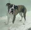 adoptable Dog in  named ZEKE
