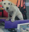 adoptable Dog in  named SAVANNAH