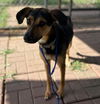 adoptable Dog in houston, TX named CARLY