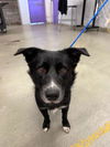 adoptable Dog in  named OREO