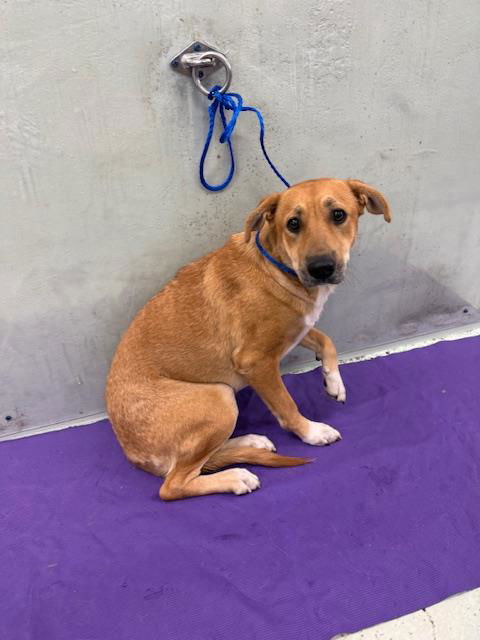 adoptable Dog in Houston, TX named MAGGIE