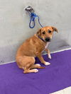 adoptable Dog in  named MAGGIE