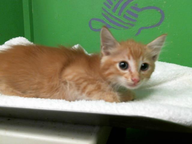 adoptable Cat in Houston, TX named A2025012