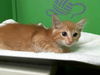 adoptable Cat in  named A2025012